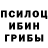 Галлюциногенные грибы Psilocybe Nikola000q zevv